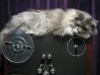 Nimbus MacLeod enjoys a snooze atop the Technics 1500 at The Eye Socket