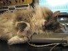 Work stops at The Eye Socket as Nimbus dedicates himself to a nap