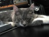 Young Nimbus sleeps.  (yes, I love my cats. what about it?)